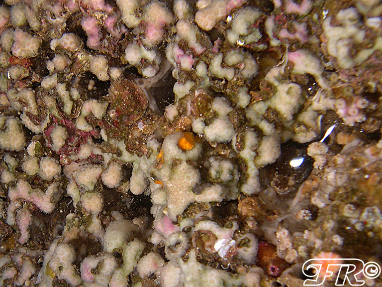 Madracis pharensis